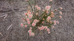 Actinodium cunninghamii