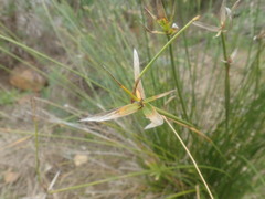 Cyperus textilis