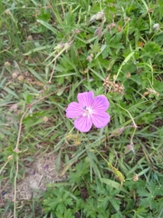 Geranium wallichianum
