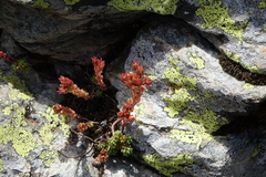 Sedum tenellum