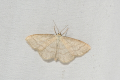 Scopula frigidaria