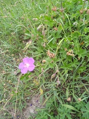 Geranium wallichianum
