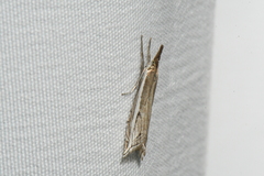 Raphiptera argillaceellus