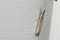 Raphiptera argillaceellus