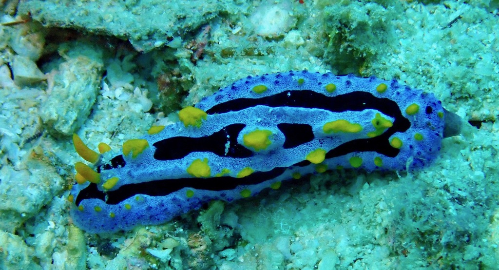 Heavenly Wart Slug