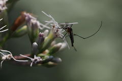 Tripteroides bambusa