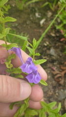 Scutellaria scordifolia