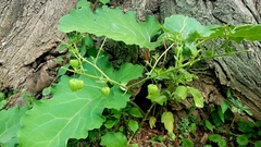 Physalis longifolia subglabrata