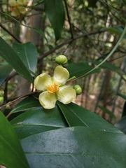 Garcinia multiflora