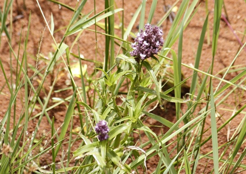Floscopa glomerata (Floscopa glomerata)
