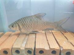 Hypsibarbus salweenensis