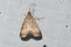 Udea inquinatalis