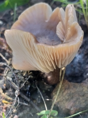 Lactarius hepaticus