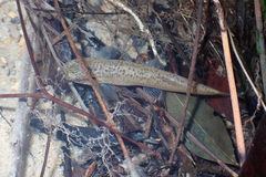 Oreonectes platycephalus