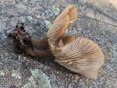 Lactarius hepaticus