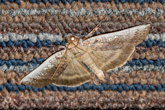 Tethea oberthuri