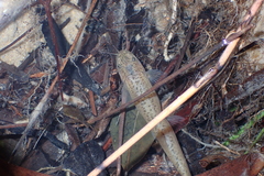 Oreonectes platycephalus