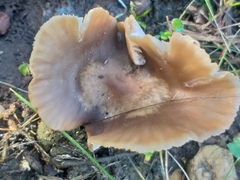 Lactarius hepaticus