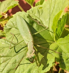 Polyspilota aeruginosa