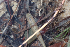 Oreonectes platycephalus