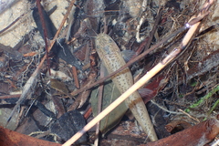 Oreonectes platycephalus