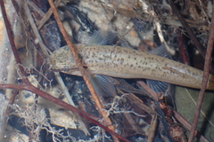 Oreonectes platycephalus