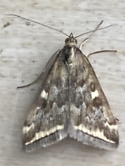Loxostege sticticalis