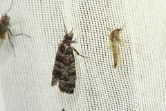Retinia gemistrigulana