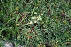 Chamaesciadium acaule