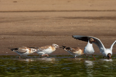 Chroicocephalus ridibundus