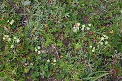 Chamaesciadium acaule