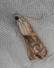 Acrobasis palliolella