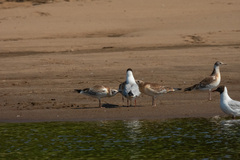 Chroicocephalus ridibundus