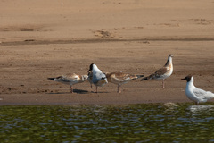 Chroicocephalus ridibundus