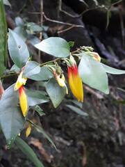 Justicia floribunda