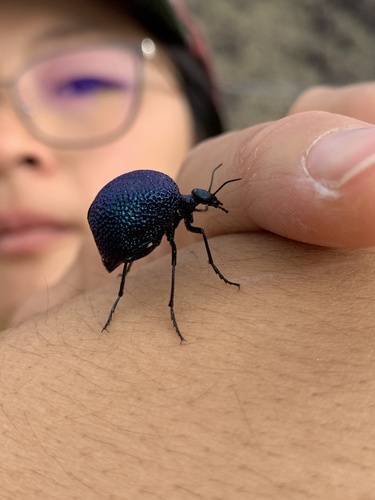Black Bladder-bodied Meloid photo 3