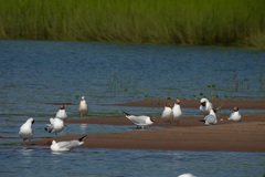 Chroicocephalus ridibundus