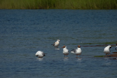 Chroicocephalus ridibundus