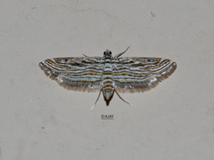 Parapoynx fluctuosalis