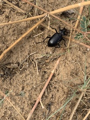 Calosoma peregrinator