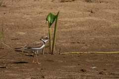 Charadrius dubius