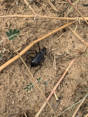 Calosoma peregrinator