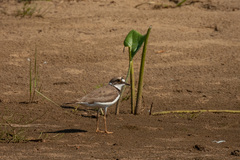 Charadrius dubius