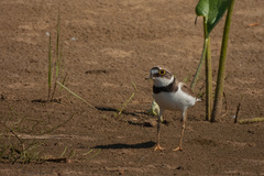 Charadrius dubius