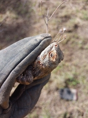 Sceloporus spinosus