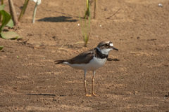 Charadrius dubius