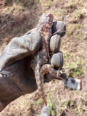 Sceloporus spinosus