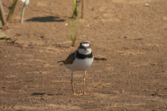 Charadrius dubius