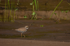Charadrius dubius