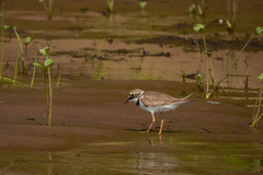 Charadrius dubius